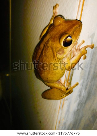 Yellow frog under flash light