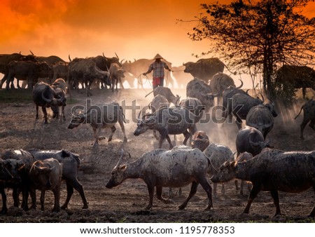close up picture of buffaloes and farmer at the field with golden sky