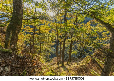 
Autumn mood in a deciduous forest in the back light at sunset