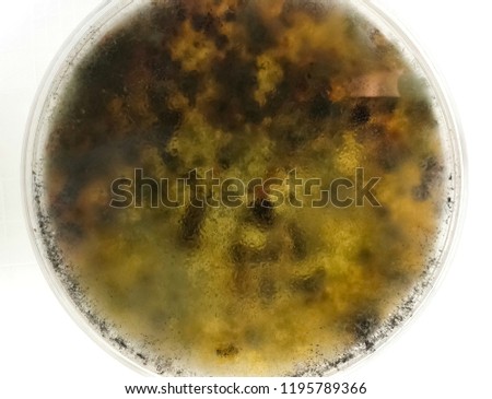 Petri dish with dark brown fungi, mycological sample