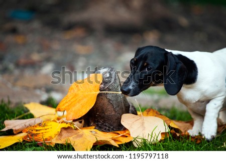 Dachshund dog autumn leaf tub