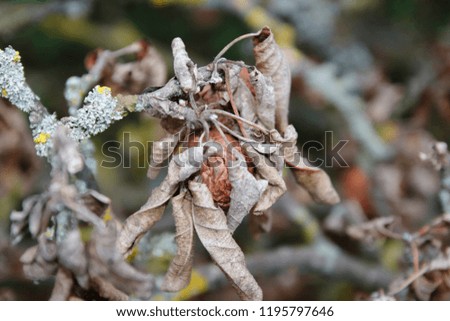 Dried apple with dry leaves, on a broken apple tree branch 