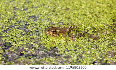 
Frog in the swamp