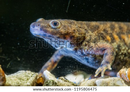 Spanish ribbed newt Pleurodeles waltl , also known as the Iberian ribbed newt. Wildlife animal.