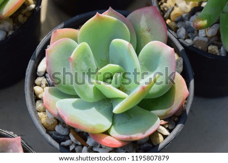 Echeveria is a large genus of flowering plants in the stone crop family Crassulaceae. Succulent plant in the pot with stone for decor on table, bedroom or other.