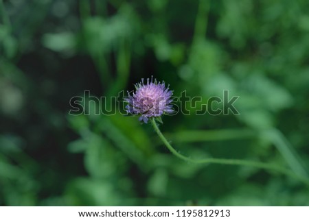 Colorful outdoor nature closeup image of a single isolated red clover wild flower on natural blurred green background ona sunny summer day