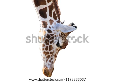 Giraffe isolated on the white background, animal savanna