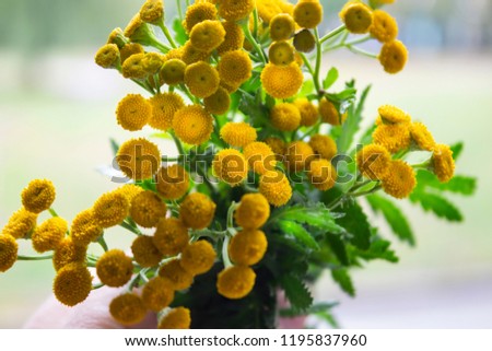 field of blooming yellow flowers. background