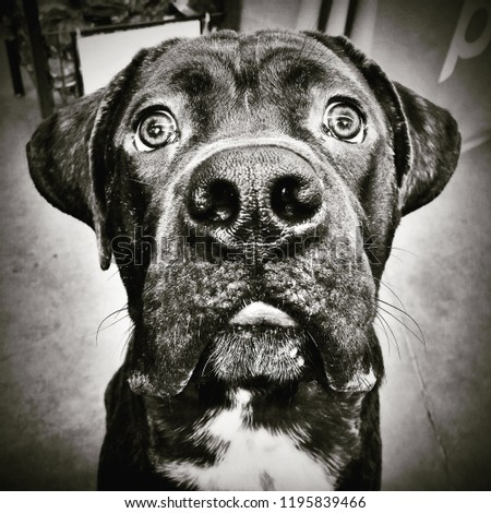 Instagram filtered style image of a large dog with wide eyes and a large nose in New York City.