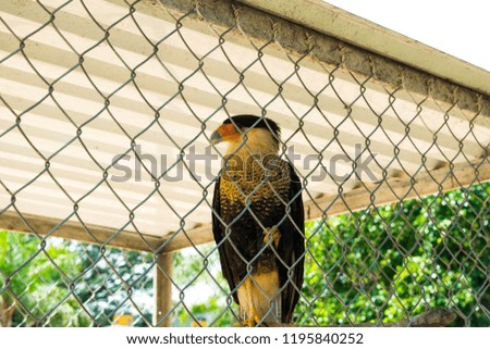 A Caracara cheriwey in tequila.