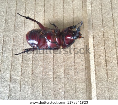 A common brown beetle in the Philippines, known locally as Salagubang, lies belly-up on a box carton surface