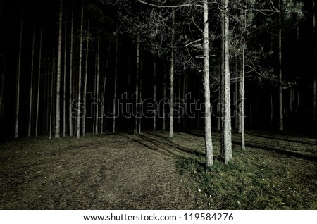 forest scene by night