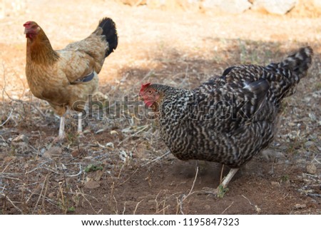 natural chickens are searching for worms on the soil