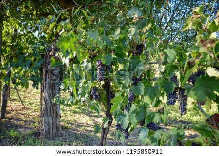 Vineyards with clusters of red grapes for the production of wine.
Harvest in a sunny morning in the fall. Italy,