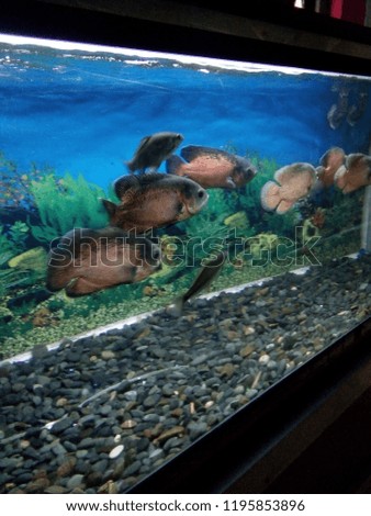the world of giant aquarium fish in java