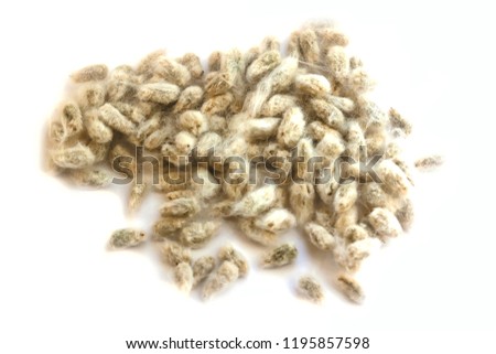 cotton seeds on a white background Royalty-Free Stock Photo #1195857598