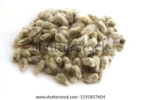cotton seeds on a white background Royalty-Free Stock Photo #1195857604