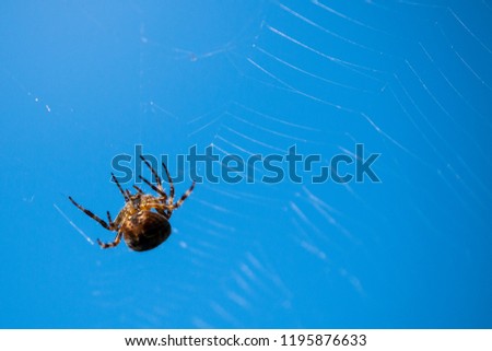 spider in web on blue sky background