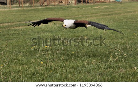 A picture of an African Sea Eagle in flight