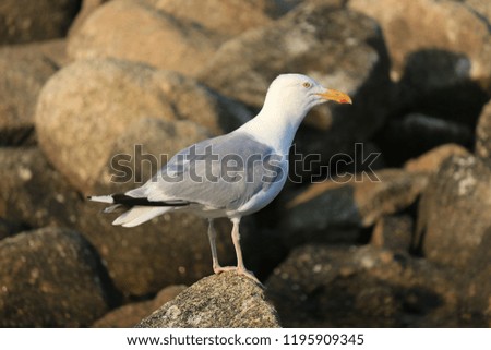 Sea gull near the ocean