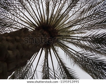Silhouette of the dates palm tree 