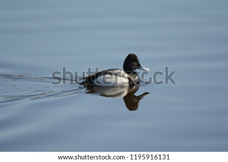 Tranquil spring vista on a lesser scaup duck, making its way across a river channel.