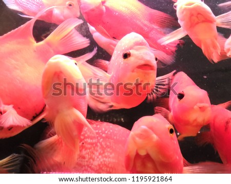 Closeup on groups of Parrot fishes inside aquarium background. Parrot fishes are a group of marine species found in relatively shallow tropical and subtropic. 