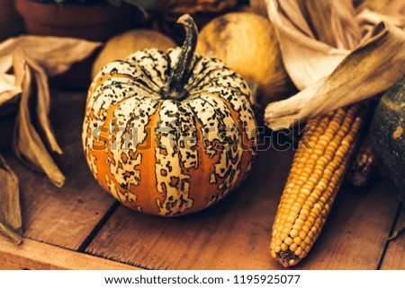 beautiful autumn composition with pumpkins. autumn cozy still life. pumpkins, autumn leaves. soft focus, top view