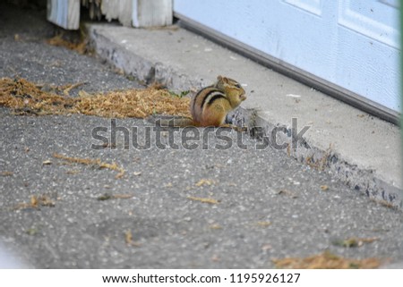 small alert chipmunk in residential driveway