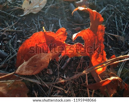 Leaves as like fire