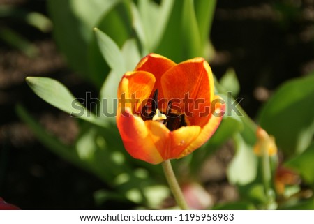 beautiful garden flowers tulip spring in red color fresh in the morning
