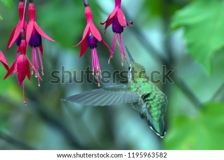 Hummingbird Photo Series