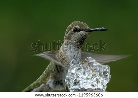 Hummingbird Photo Series