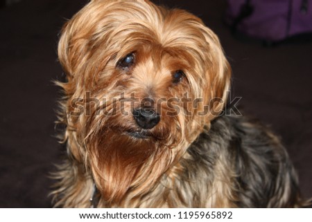 Yorkie posing for picture red w/black back