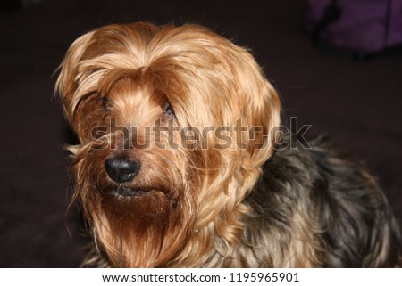 Yorkie posing for picture red w/black back