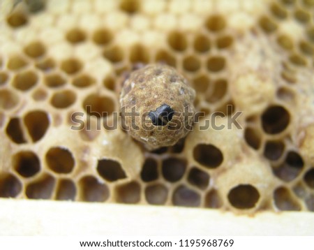 Sealed in the mother liquor working bee. bees gnaw queen cell. bee family close-up. breeding of queen bees. Royal jelly in queen cell. requ
