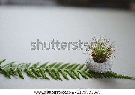 Adorable little air plant in shell. Bohemian decoration, little bromeliad in a shell with fern and ginger plant. Nature mockup, colors live plants. Bright Vibrant colors. Green, Pink and White