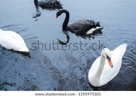 Swans. Black and white swans together. Two pairs of birds swim in the lake 