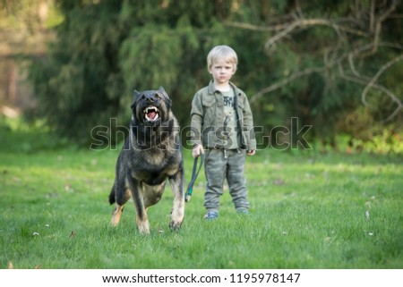 Gray working line German shepherd dog guarding human kid  Royalty-Free Stock Photo #1195978147