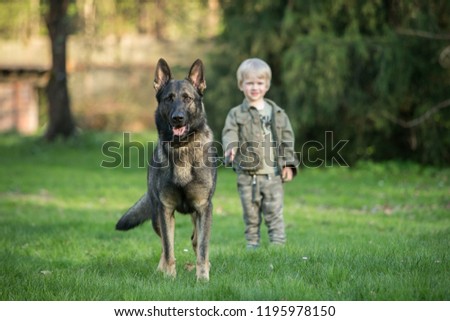 Gray working line German shepherd dog with human kid  Royalty-Free Stock Photo #1195978150