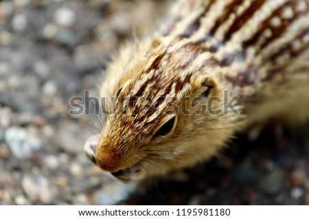 Striped gopher in the grass
