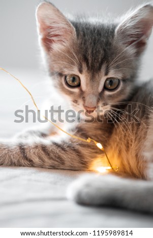 Cute gray kitten playing with Christmas toys on a bokeh background. New Year's lights