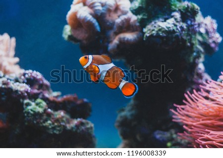 Clown fish and Sea Anemone and in aquarium. Marine life.