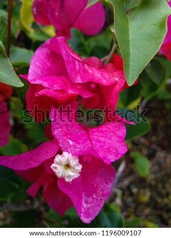 Background with  colorful flower bougainvillea, in a garden, in the Dominican Republic