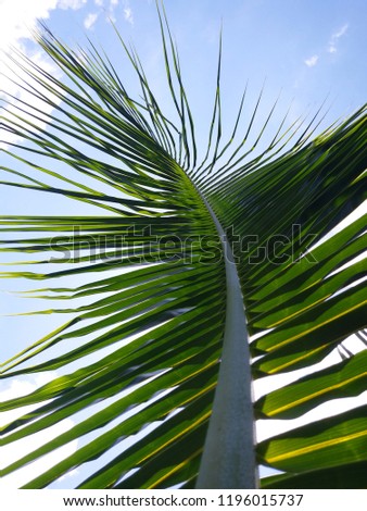 Fresh green young palm leaves against the blue sky, bottom view