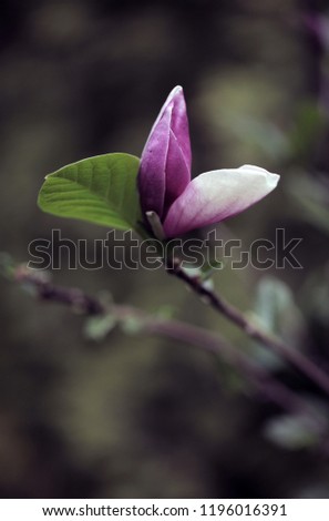 magnolia tree detail - purple and white flower with green leaf, outdoors on a sunny summer day in poland, Europe - nature macro photography with room for text