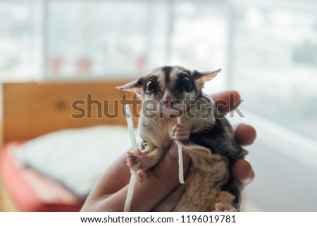 Cute little Sugar Glider eating fish snack while being hold in hand. Royalty-Free Stock Photo #1196019781