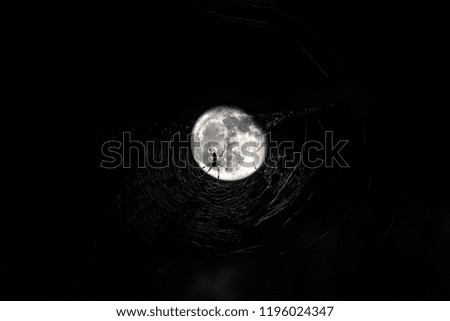 Halloween Spider Moon