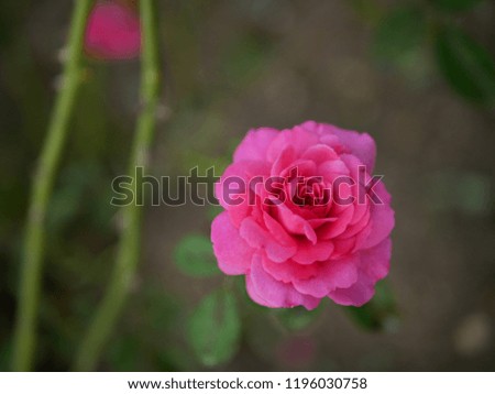 One cute rose