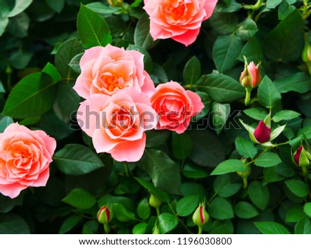 Autumn Rose garden